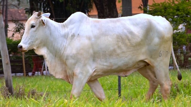 Lote 58