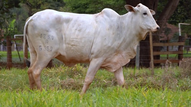 Lote 60