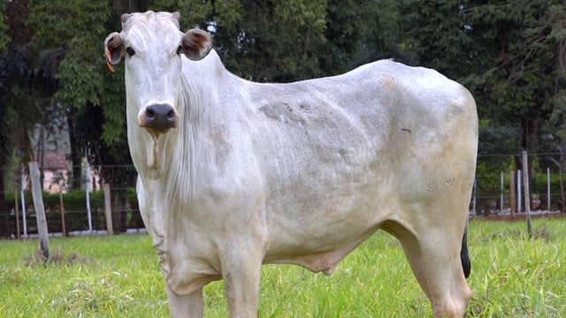 Lote 61