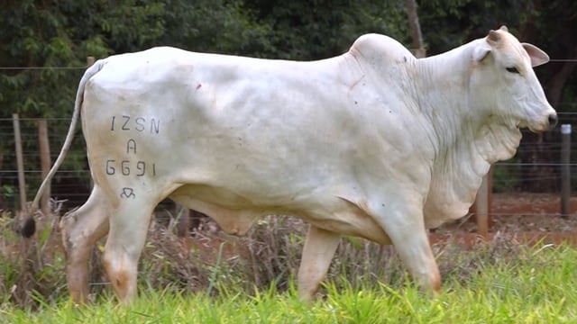 Lote 62