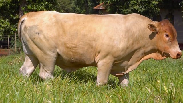 Lote 65