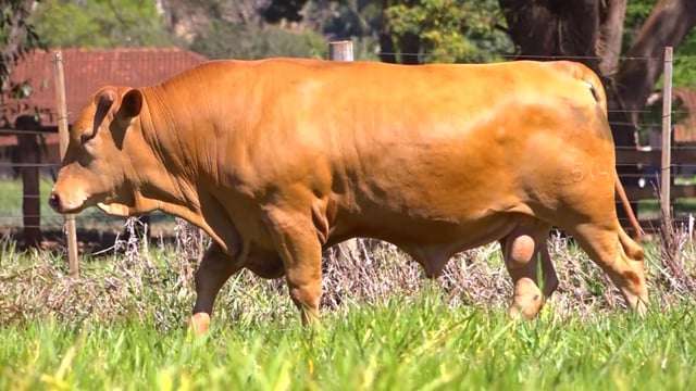 Lote 67