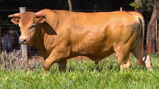 Lote 66