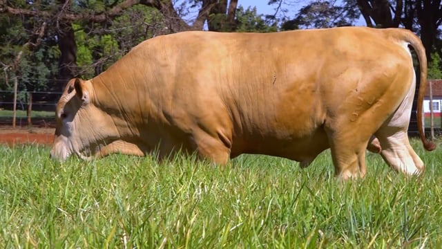 Lote 71