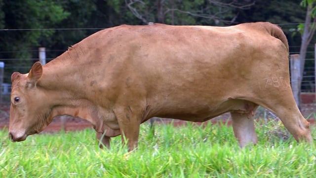 Lote 79