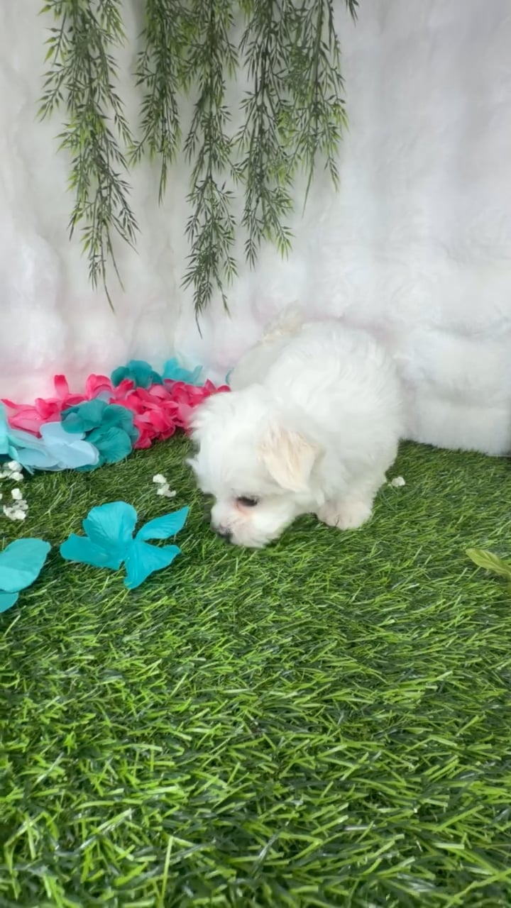 Female Maltese puppy named Gelato for sale at Puppy Dreams - Denton. video thumbnail