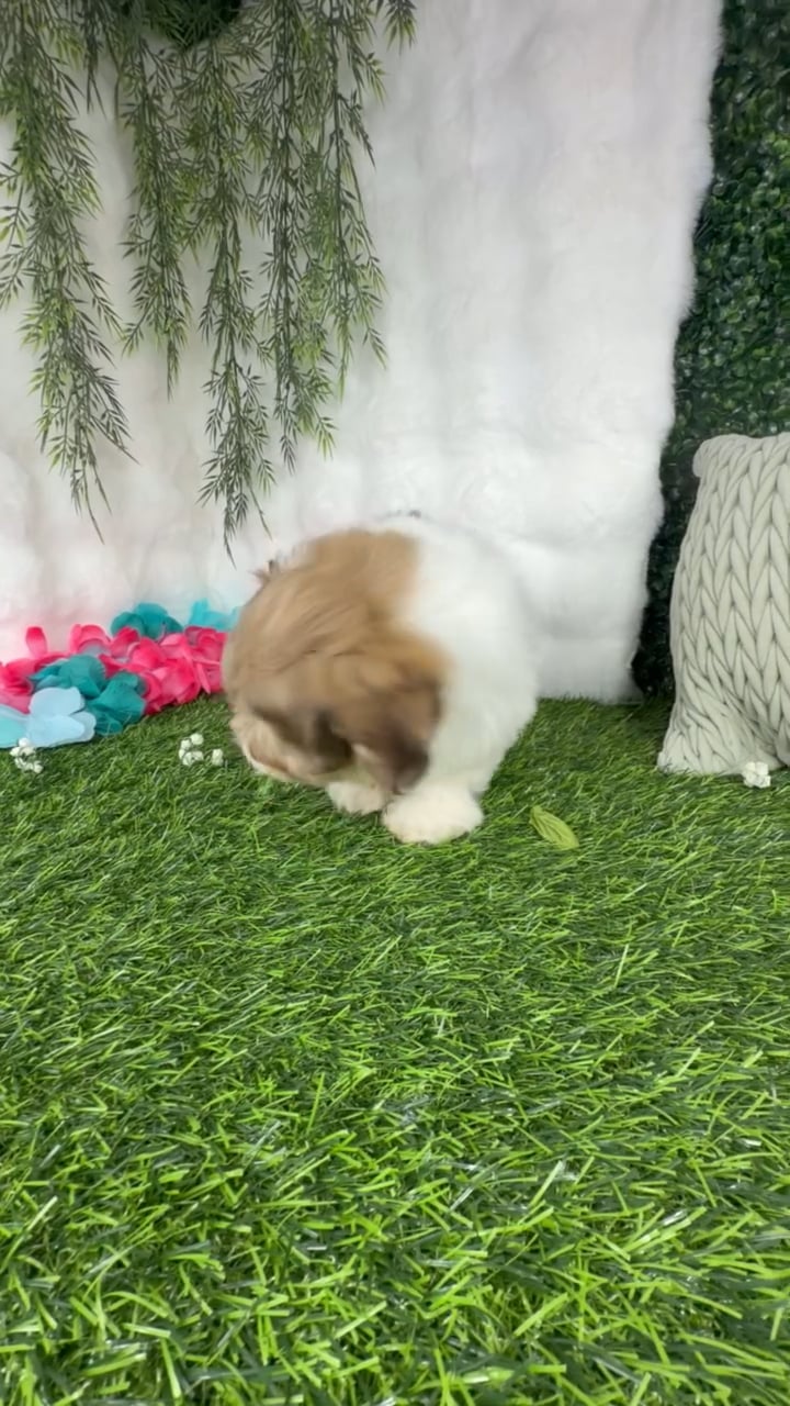 Male Havanese puppy named Biscoff for sale at Puppy Dreams - Denton. video thumbnail