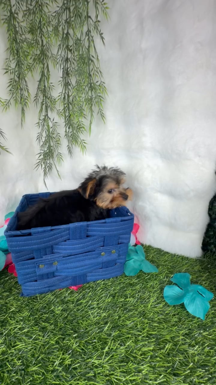 Male Yorkie puppy named Gumdrop for sale at Puppy Dreams - Denton. video thumbnail