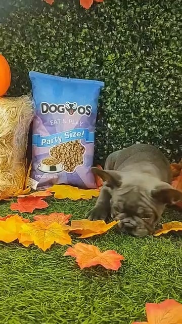 Female French Bulldog puppy named Timothy for sale at Puppy Dreams - Mansfield. video thumbnail
