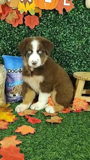 Male Australian Shepherd puppy for sale at Puppy Dreams - Mansfield. video thumbnail