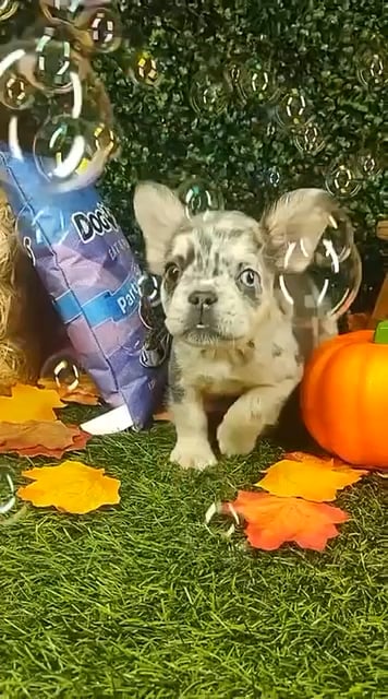 Female Fluffy French Bulldog puppy named Kettle for sale at Puppy Dreams - Mansfield. video thumbnail
