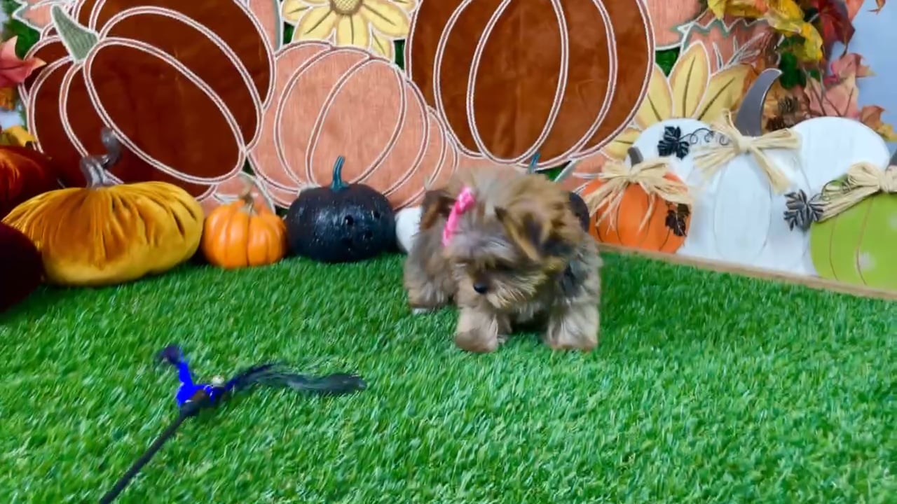 Female Yorkie puppy named Honey for sale at Puppy Dreams - Carrollton. video thumbnail