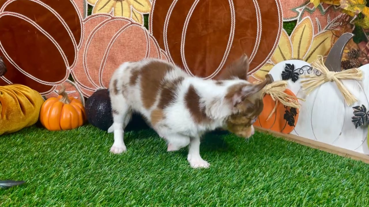 Female Chihuahua puppy named Sadie for sale at Puppy Dreams - Carrollton. video thumbnail