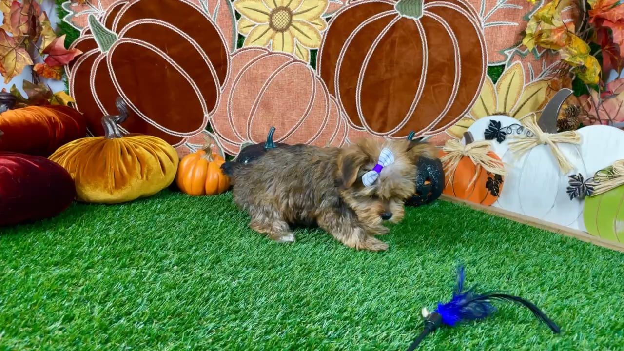 Female Yorkie puppy named Ginger for sale at Puppy Dreams - Carrollton. video thumbnail