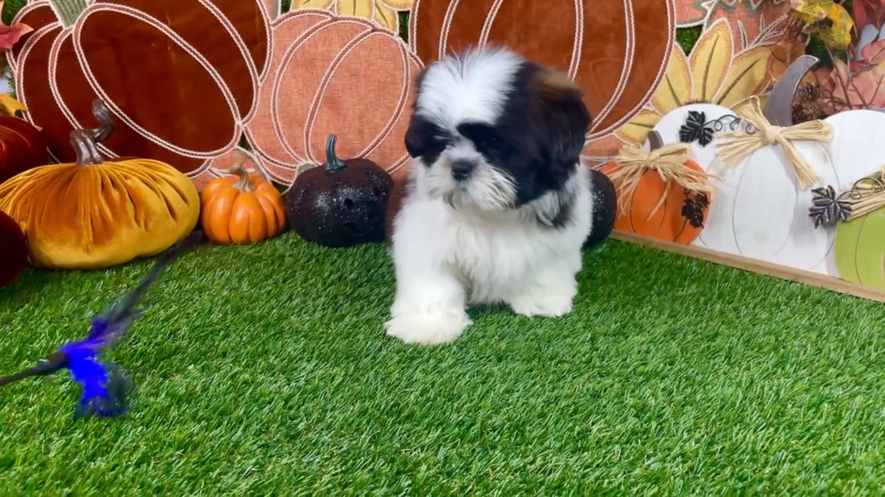 Male Shih Tzu puppy named Oreo for sale at Puppy Dreams - Carrollton. video thumbnail