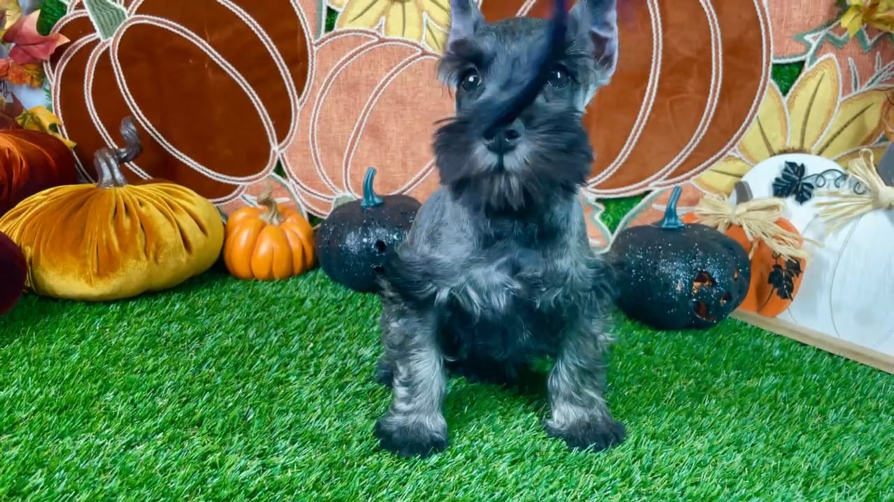Male Mini Schnauzer puppy named Odin for sale at Puppy Dreams - Carrollton. video thumbnail