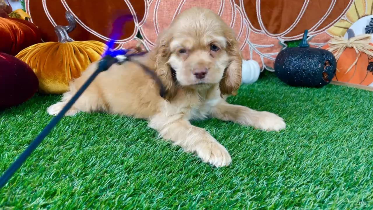 Male Cocker Spaniel puppy named Raiden for sale at Puppy Dreams - Carrollton. video thumbnail