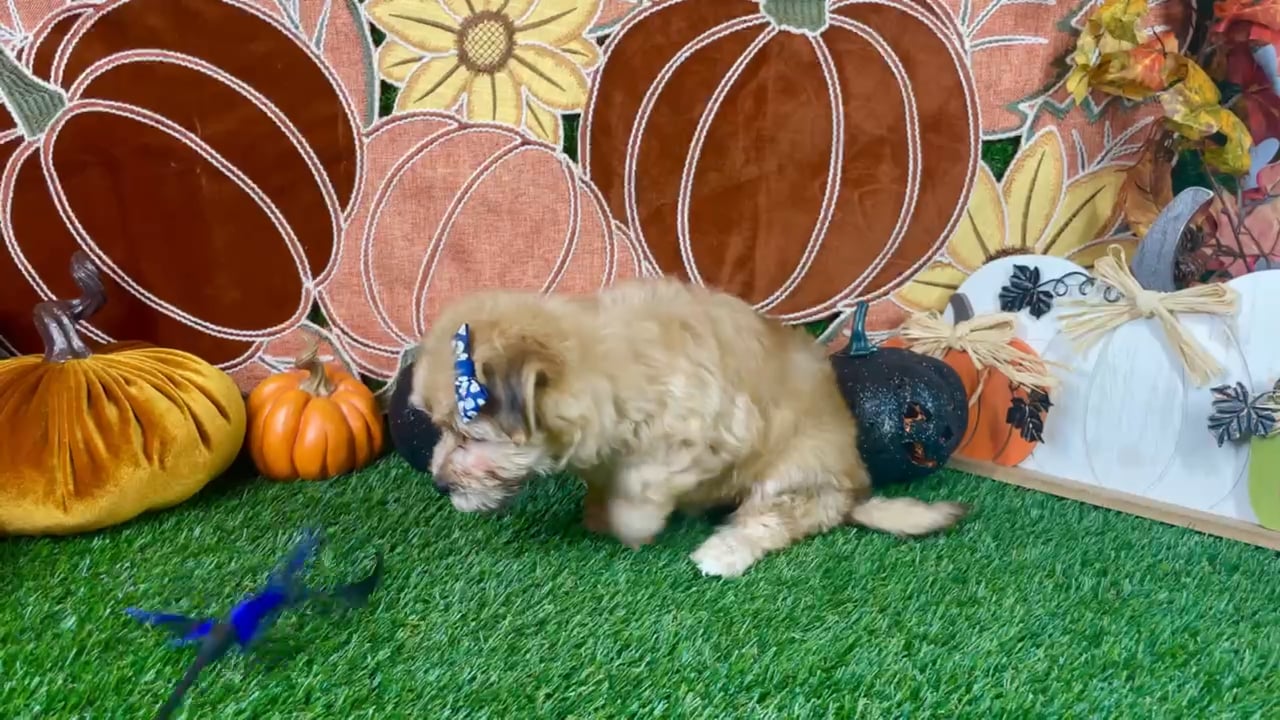 Female Maltipoo puppy named Sophie for sale at Puppy Dreams - Carrollton. video thumbnail