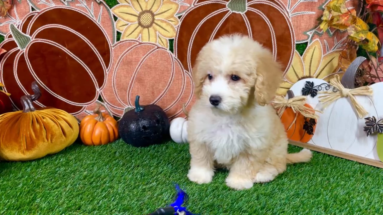 Female Bichon-Poodle puppy named Lola for sale at Puppy Dreams - Carrollton. video thumbnail