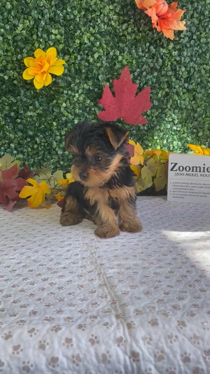 Male Yorkie puppy named Ollie for sale at Puppy Dreams - West Little Rock. video thumbnail