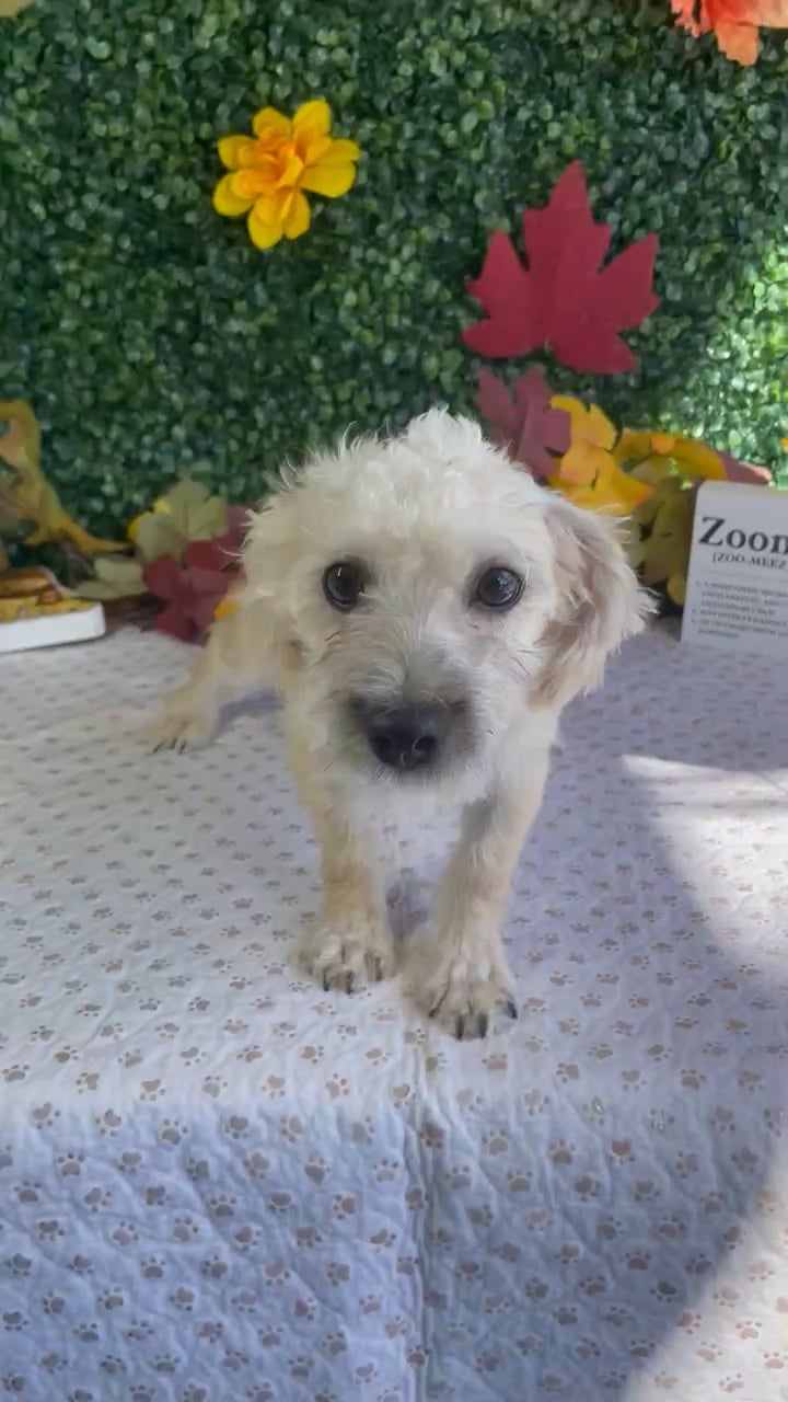 Female Yochon puppy named Omelet for sale at Puppy Dreams - West Little Rock. video thumbnail