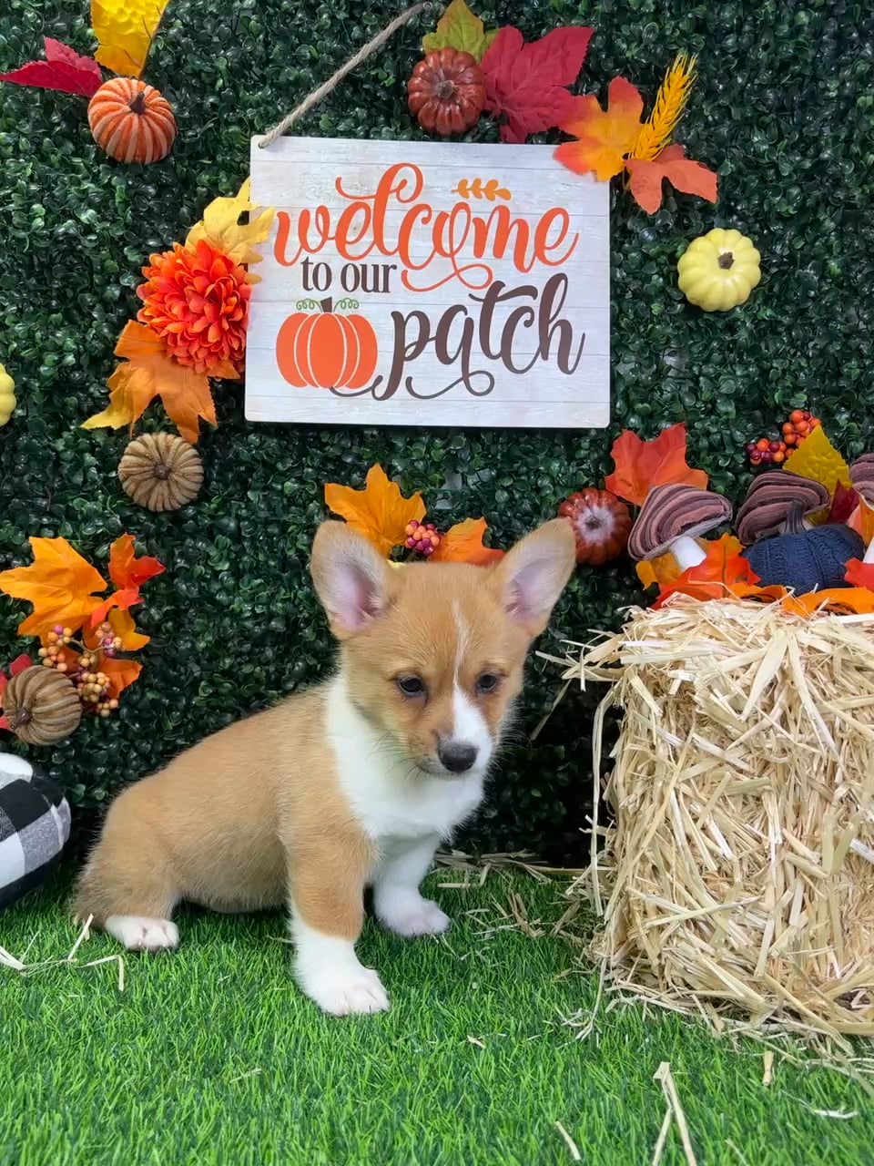 Female Pembroke Welsh Corgi puppy named Lilo for sale at Puppy Dreams - Wichita West. video thumbnail
