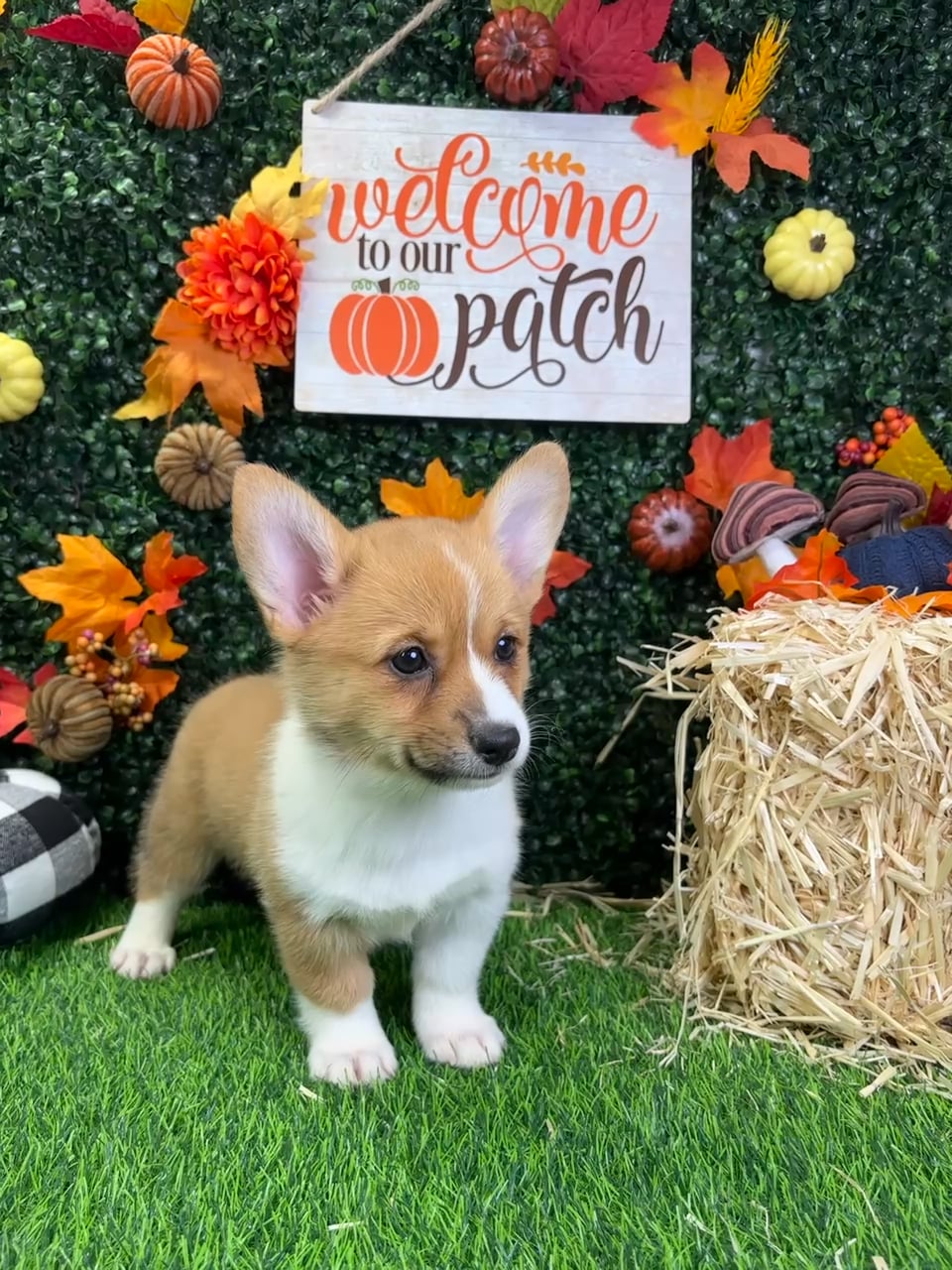 Female Pembroke Welsh Corgi puppy named Lilo for sale at Puppy Dreams - Wichita West. video thumbnail