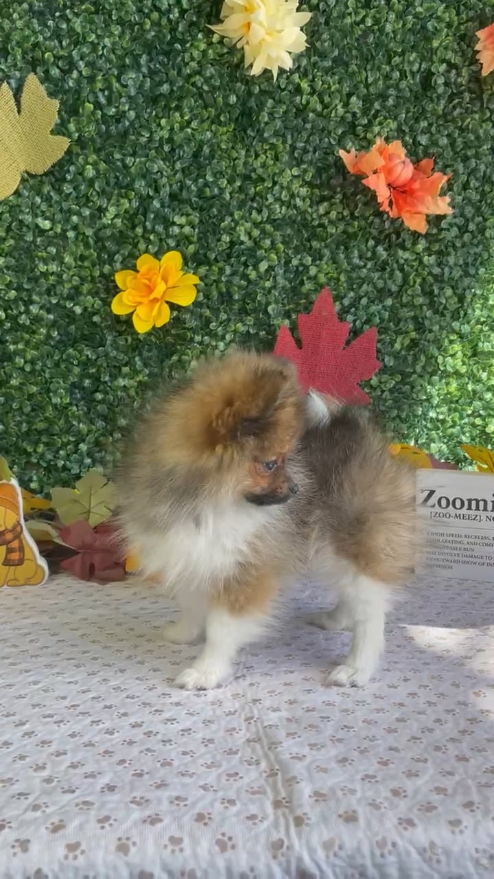 Male Pomeranian puppy named Sundae for sale at Puppy Dreams - West Little Rock. video thumbnail