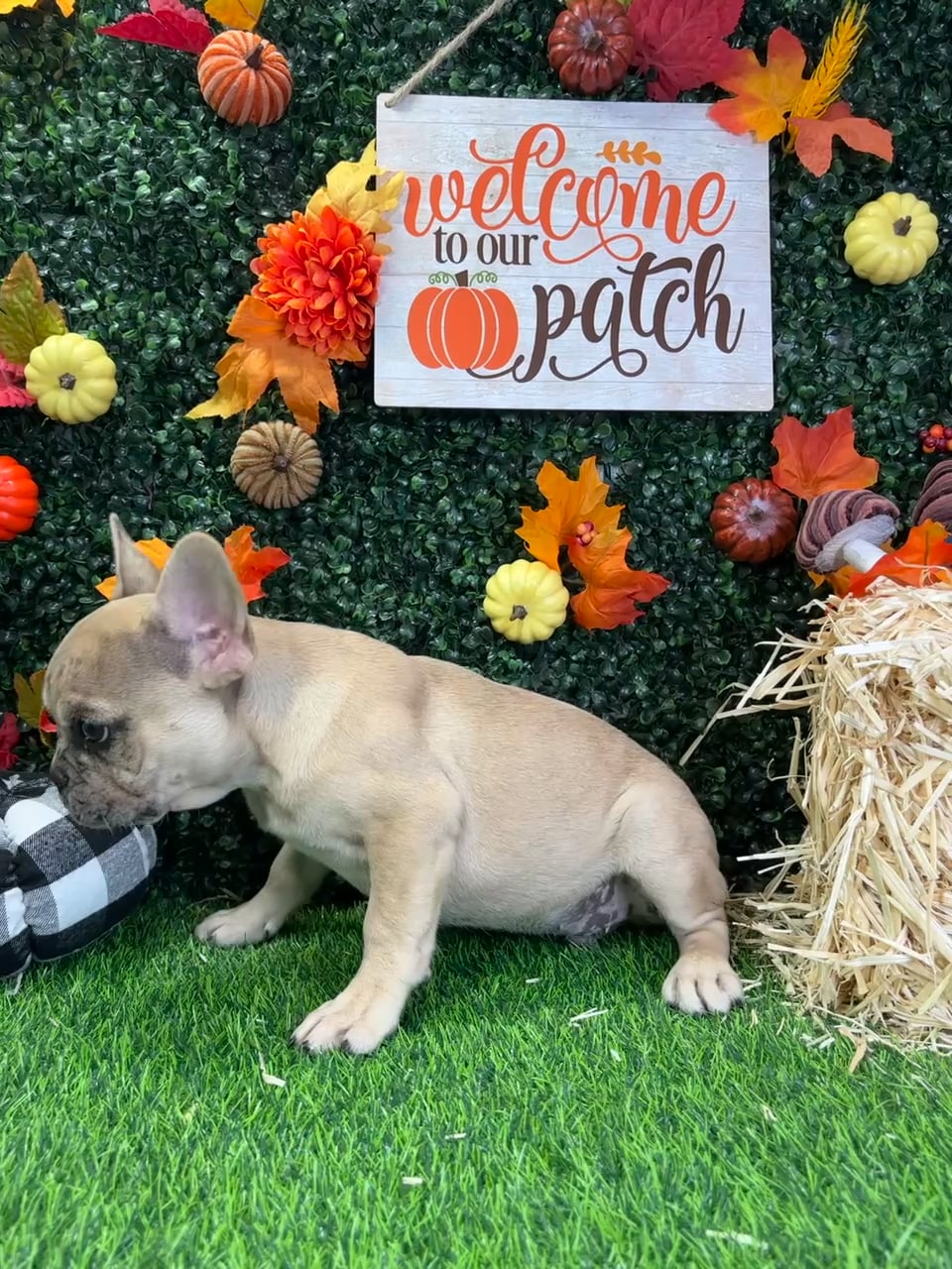 Male French Bulldog puppy named Loki for sale at Puppy Dreams - Wichita West. video thumbnail