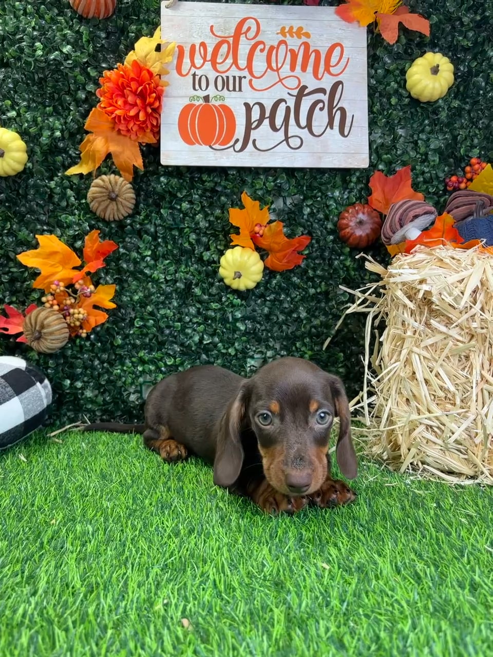 Male Dachshund puppy named Peanut for sale at Puppy Dreams - Wichita West. video thumbnail
