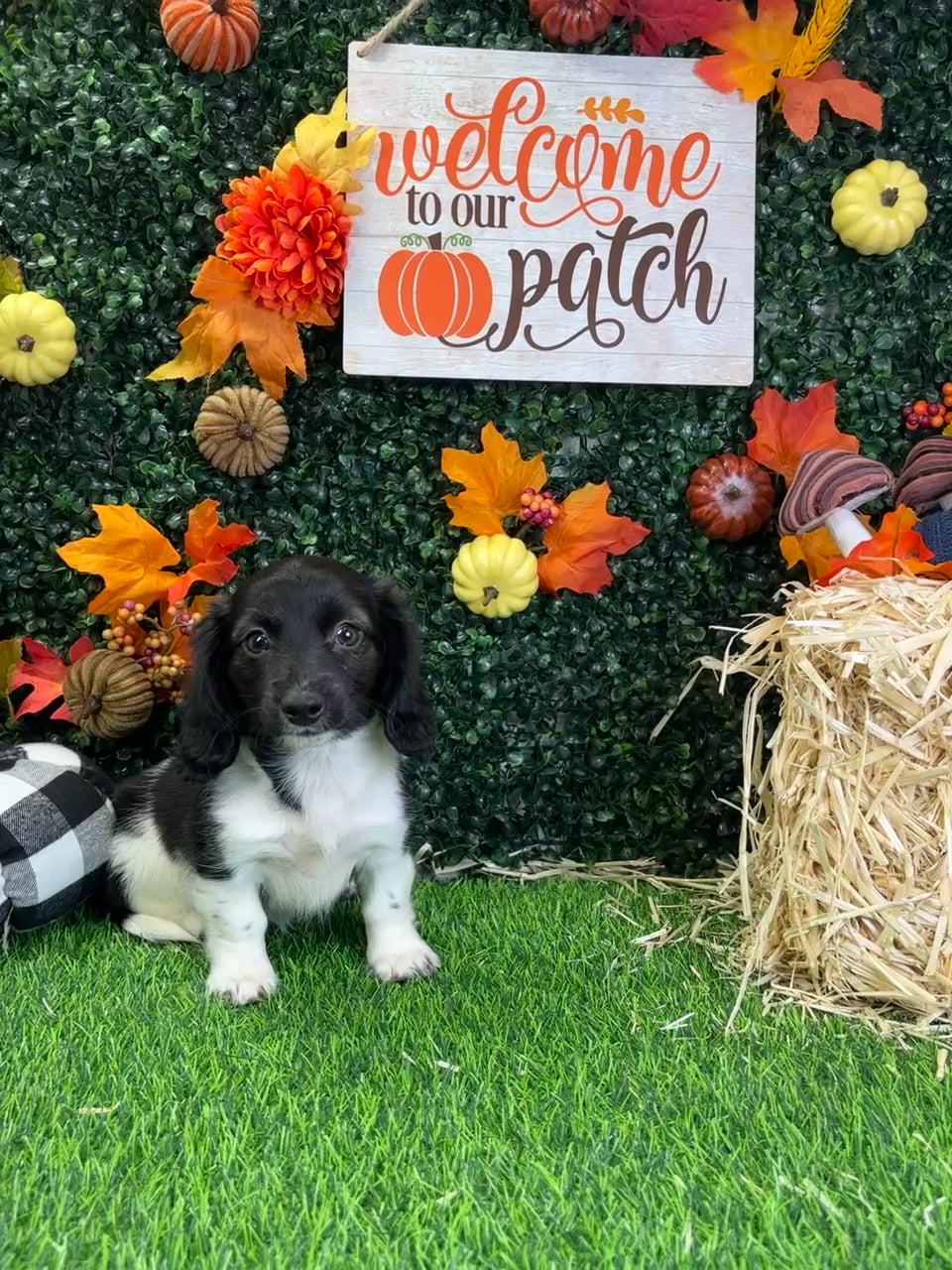 Female Dachshund puppy named Priya for sale at Puppy Dreams - Wichita West. video thumbnail