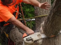 Tree Service Lead Machine - Video - 3