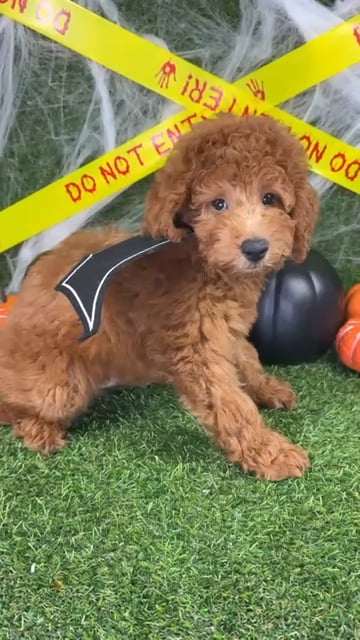 Male Mini Goldendoodle puppy named Gobblin for sale at Puppy Dreams - Arlington. video thumbnail