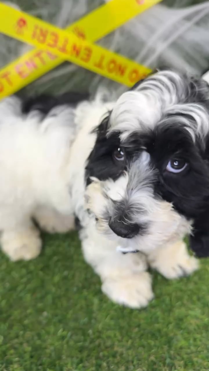 Male Cockapoo puppy named Pumpkin for sale at Puppy Dreams - Arlington. video thumbnail