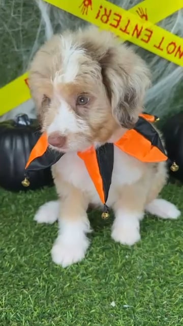 Male Mini Aussiedoodle puppy named Fang for sale at Puppy Dreams - Arlington. video thumbnail