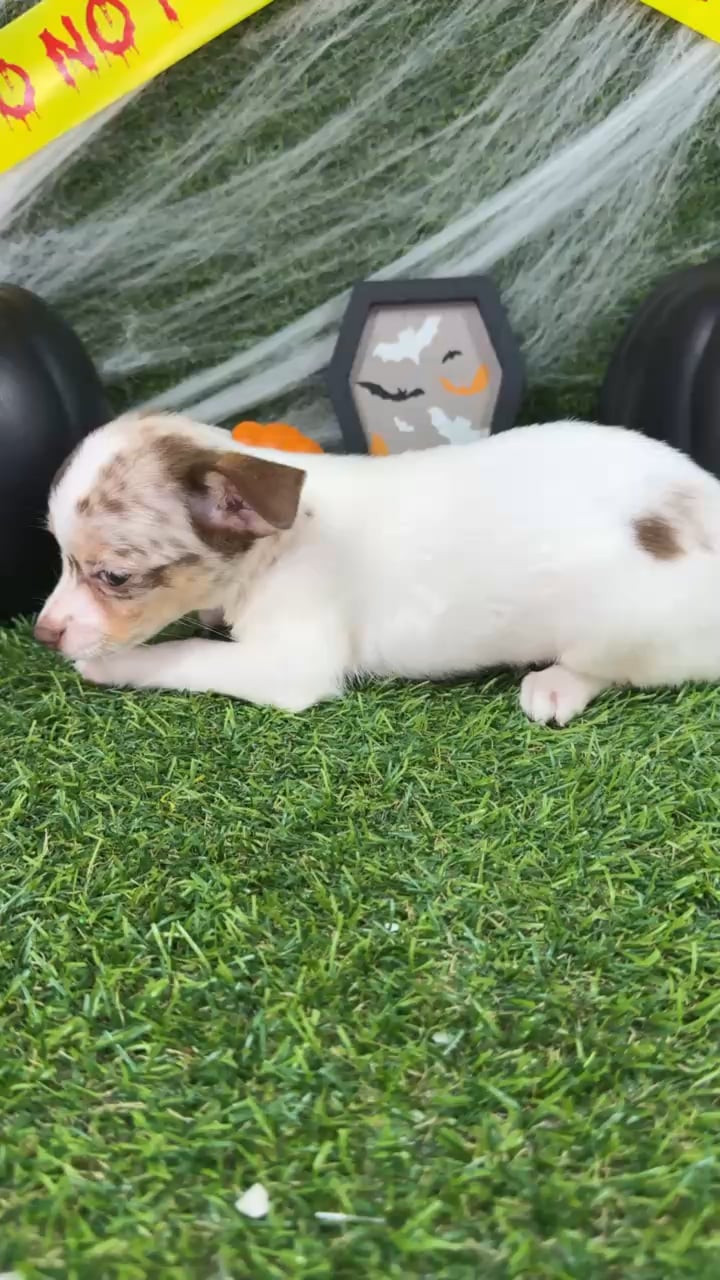 Female Chihuahua puppy named Boo for sale at Puppy Dreams - Arlington. video thumbnail