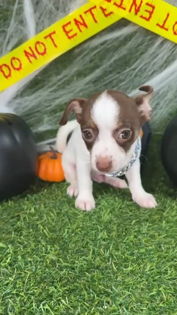 Male Chihuahua puppy named Gravy for sale at Puppy Dreams - Arlington. video thumbnail