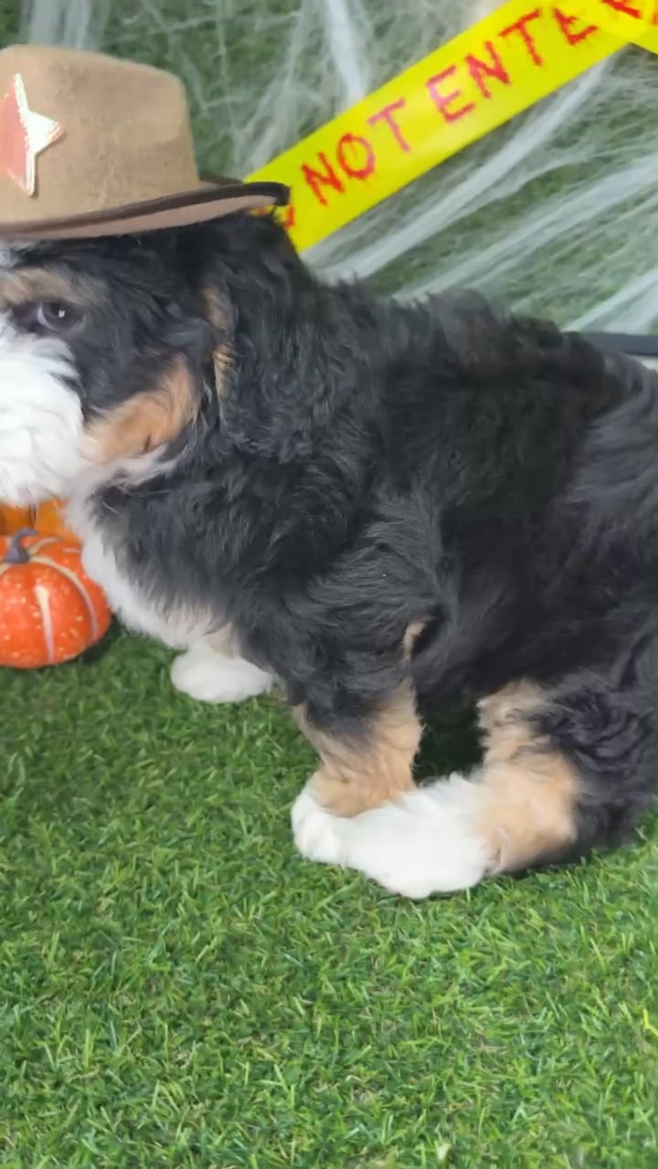 Male Bernedoodle puppy named Brains for sale at Puppy Dreams - Arlington. video thumbnail