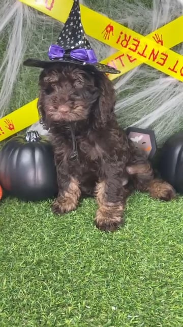 Male Cockapoo puppy named Turkey for sale at Puppy Dreams - Arlington. video thumbnail