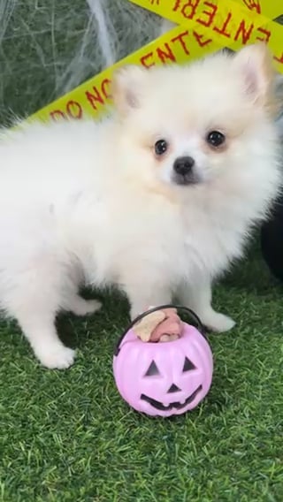 Male Pomeranian puppy named Dracula for sale at Puppy Dreams - Arlington. video thumbnail