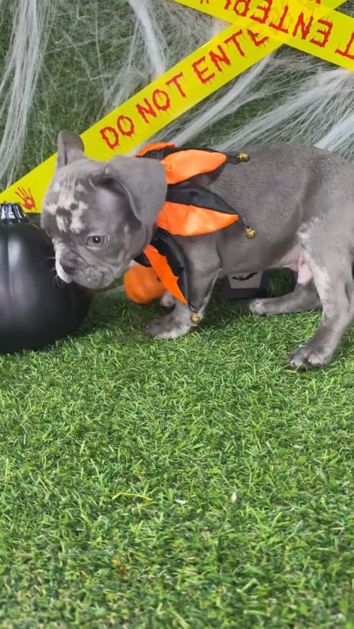 Male French Bulldog puppy named Spice for sale at Puppy Dreams - Arlington. video thumbnail
