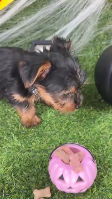 Male Yorkie puppy named Luie for sale at Puppy Dreams - Arlington. video thumbnail