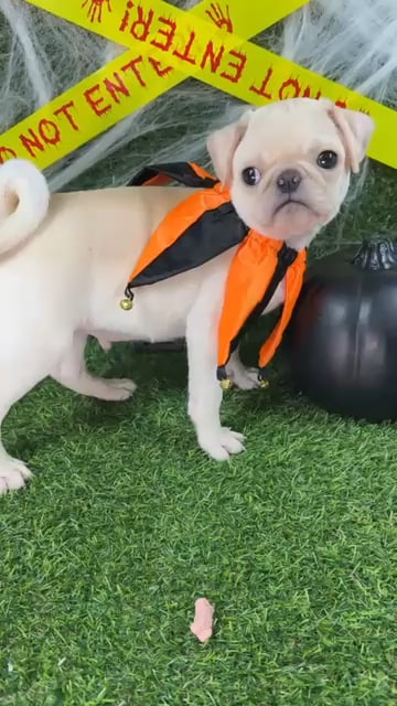 Male Pug puppy named Buggsy for sale at Puppy Dreams - Arlington. video thumbnail