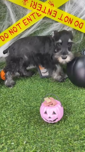 Male Mini Schnauzer puppy named Patch for sale at Puppy Dreams - Arlington. video thumbnail