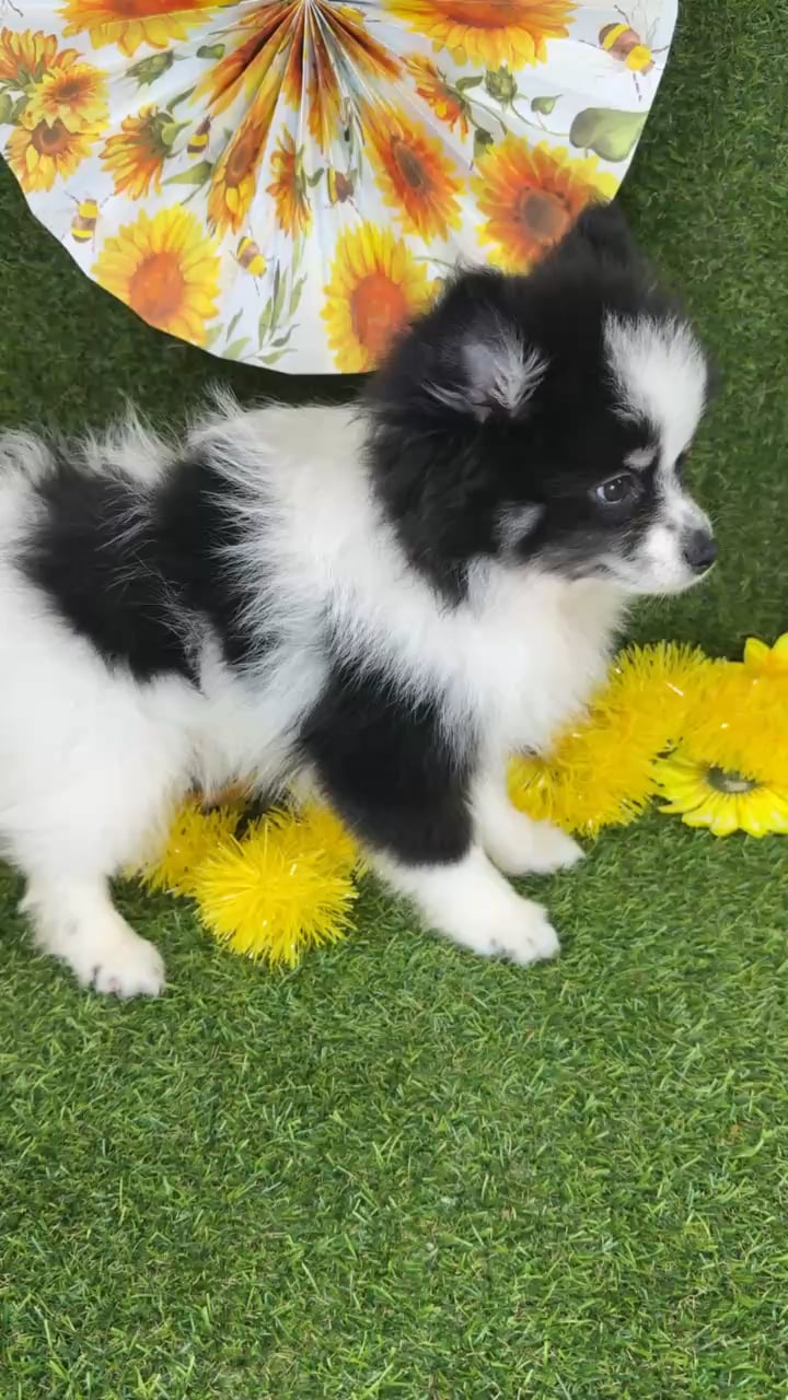 Female Pomsky puppy named Diggy for sale at Puppy Dreams - Arlington. video thumbnail