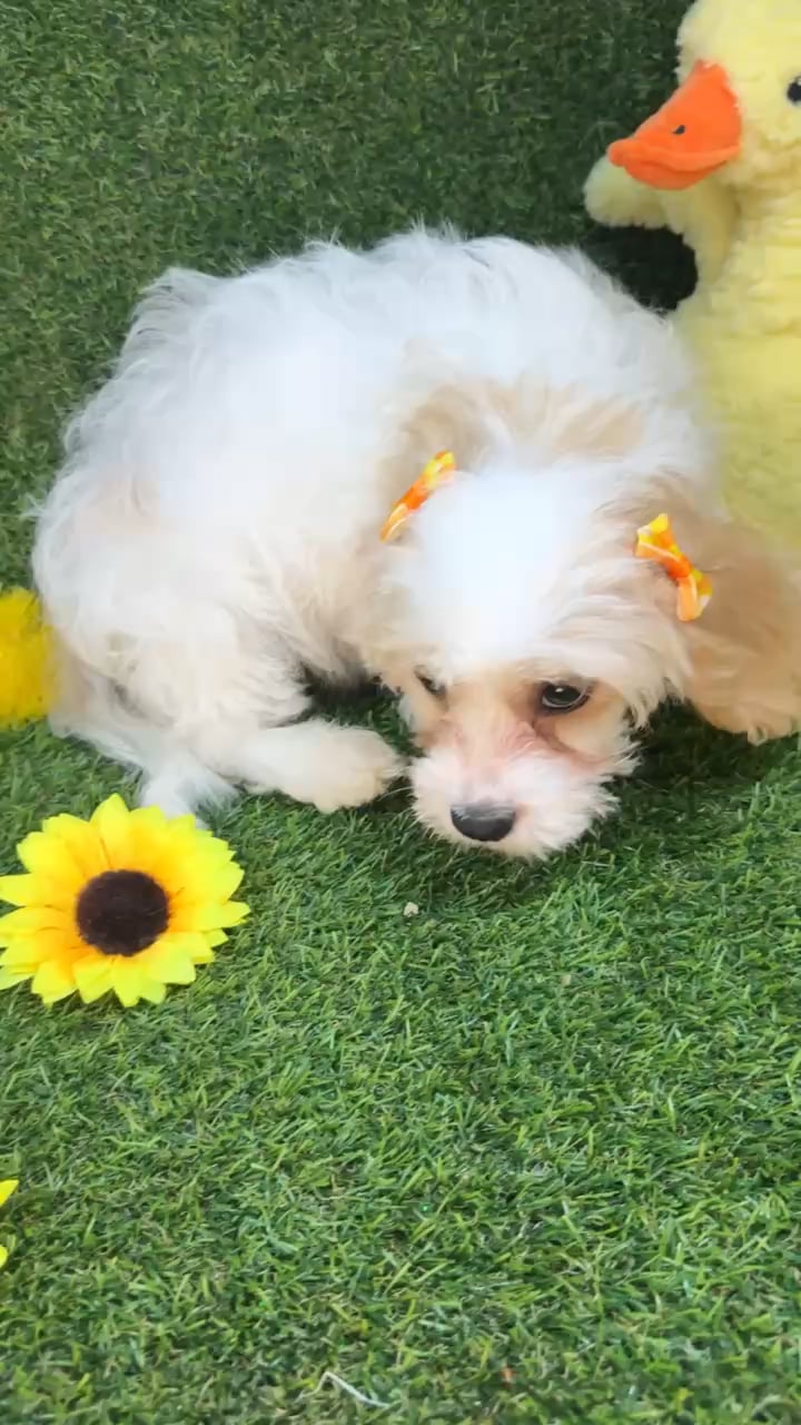 Female Cavachon puppy named Boba for sale at Puppy Dreams - Arlington. video thumbnail