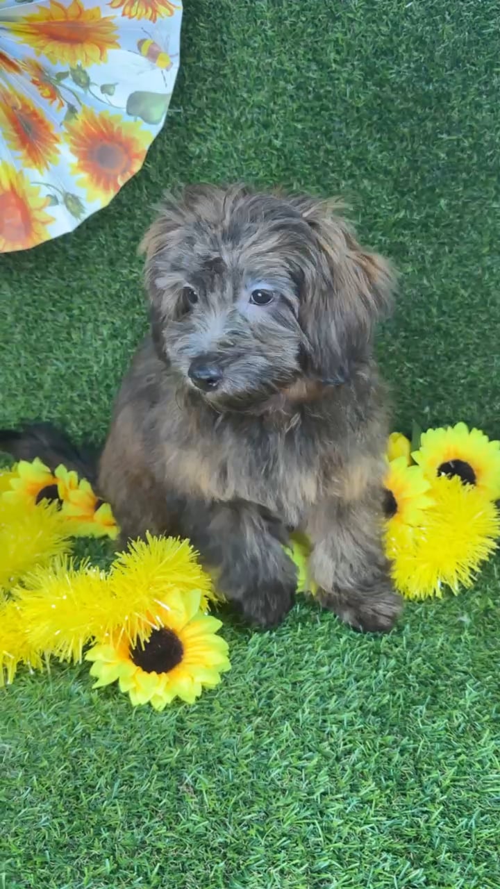 Male Havapoo puppy named Toffee for sale at Puppy Dreams - Arlington. video thumbnail