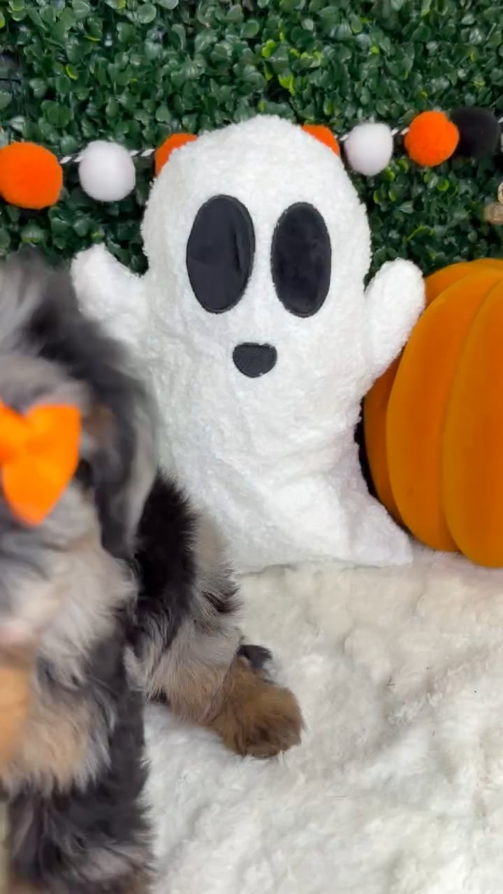 Female Yorkie-Poo puppy named Pearl for sale at Puppy Dreams - Garland. video thumbnail