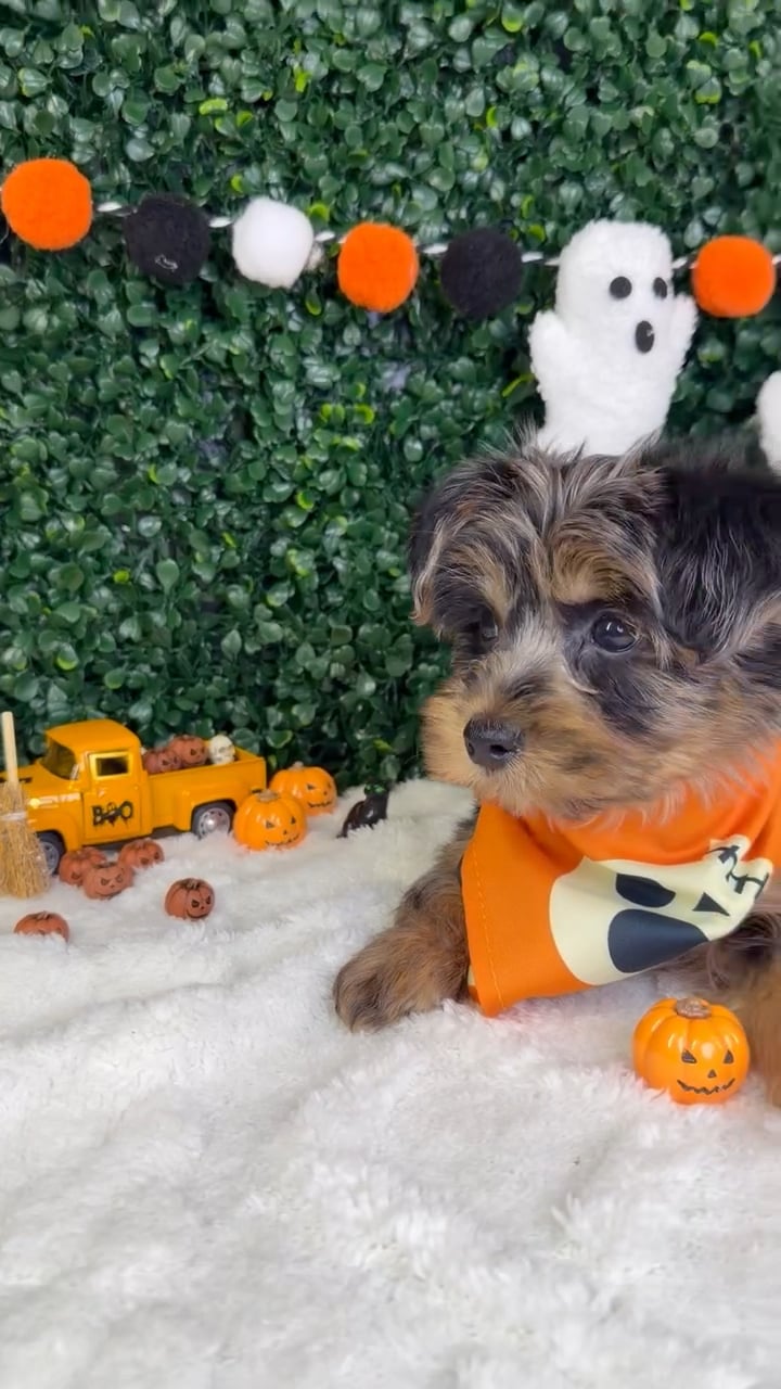 Male Yorkie-Poo puppy named Bently for sale at Puppy Dreams - Garland. video thumbnail