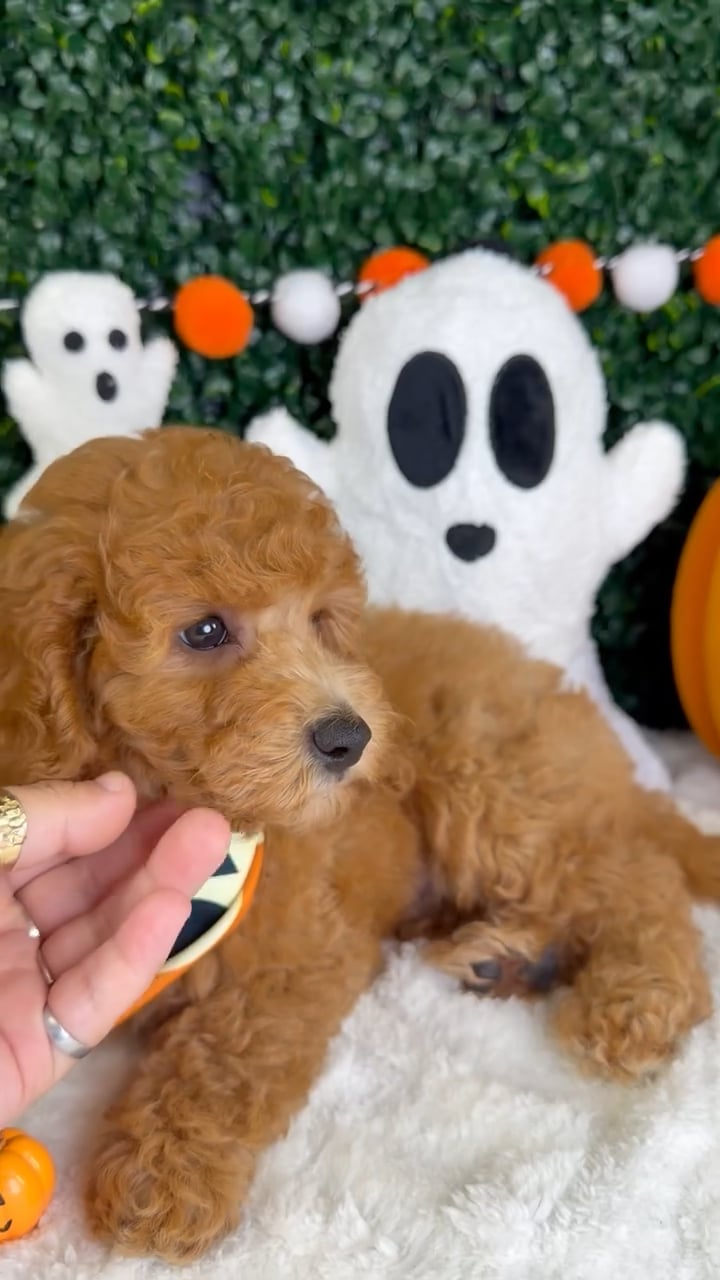 Male Mini Goldendoodle puppy named Nico for sale at Puppy Dreams - Garland. video thumbnail
